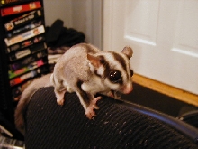 sugarglider