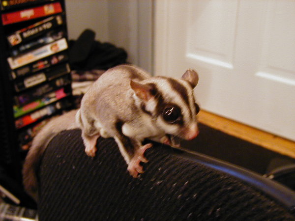 sugarglider