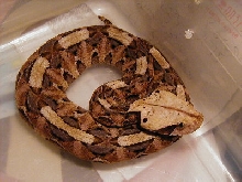 gaboon viper