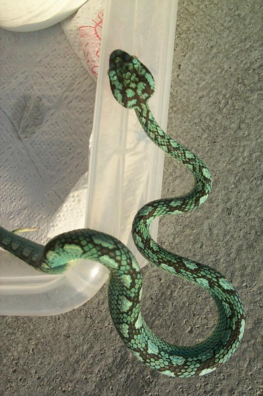 sri lankan palm viper