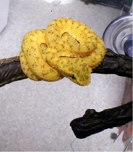 yellow eyelash viper