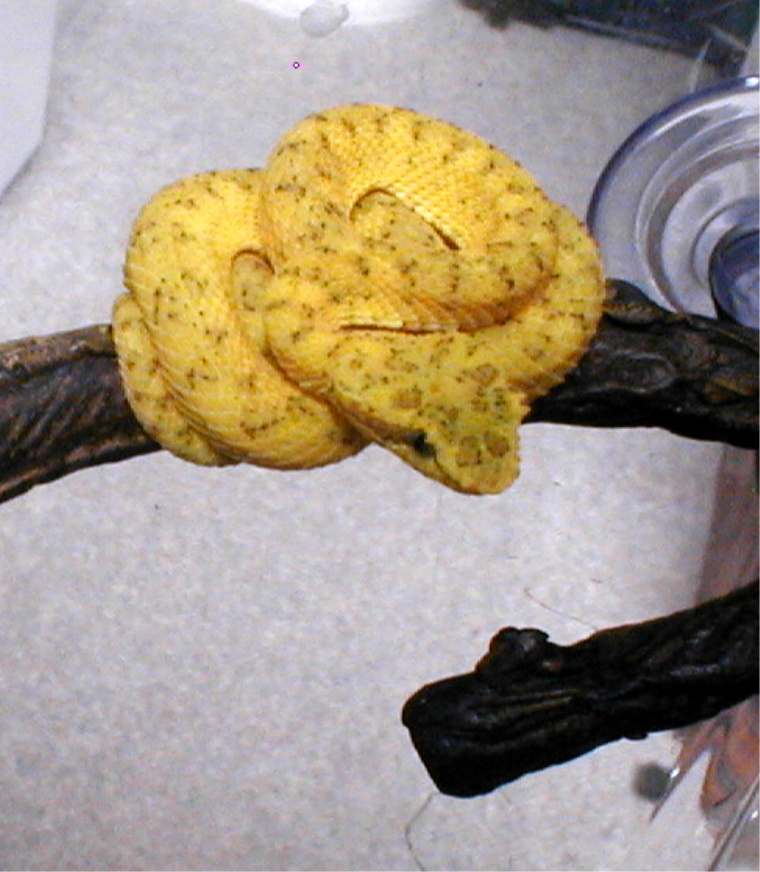 yellow eyelash viper