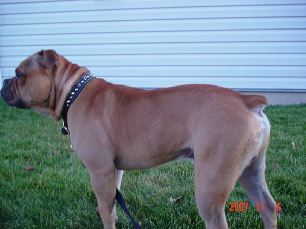 Rocky On Alert