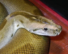 Green burmese male