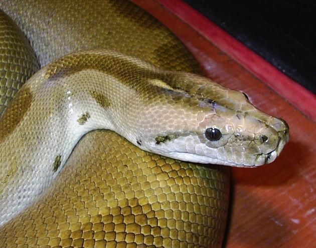 Green burmese male