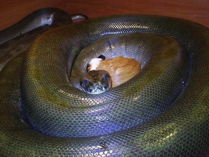Green burmese female
