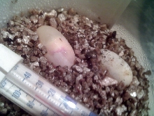Stray Beardie Eggs