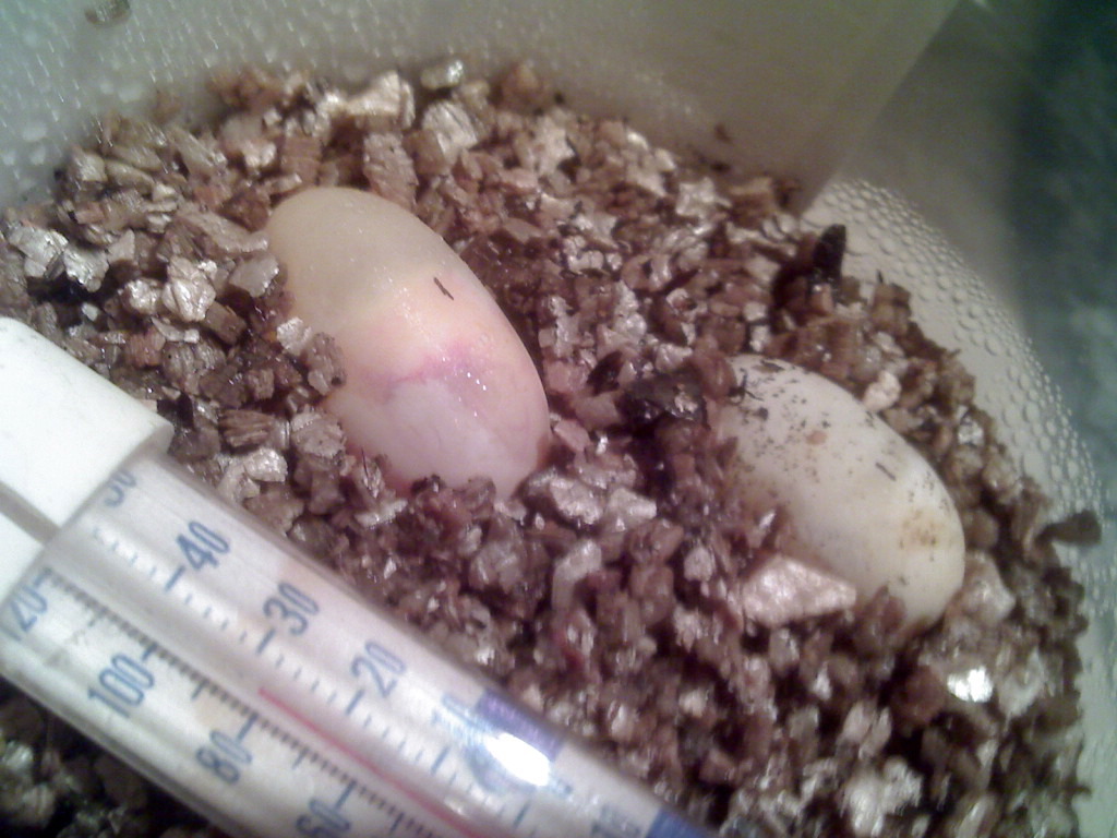 Stray Beardie Eggs