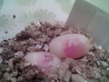 Two More Eggs from Heidi
