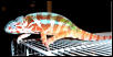 Baby Rainbow 01