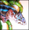 Baby Rainbow 03
