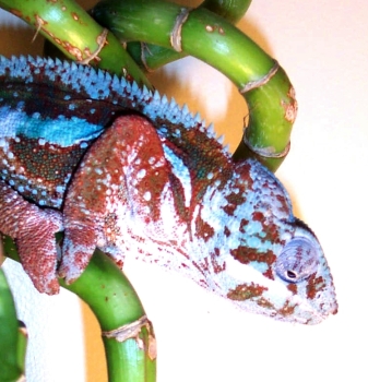 Baby Rainbow 03