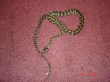 ij jaguar carpet python