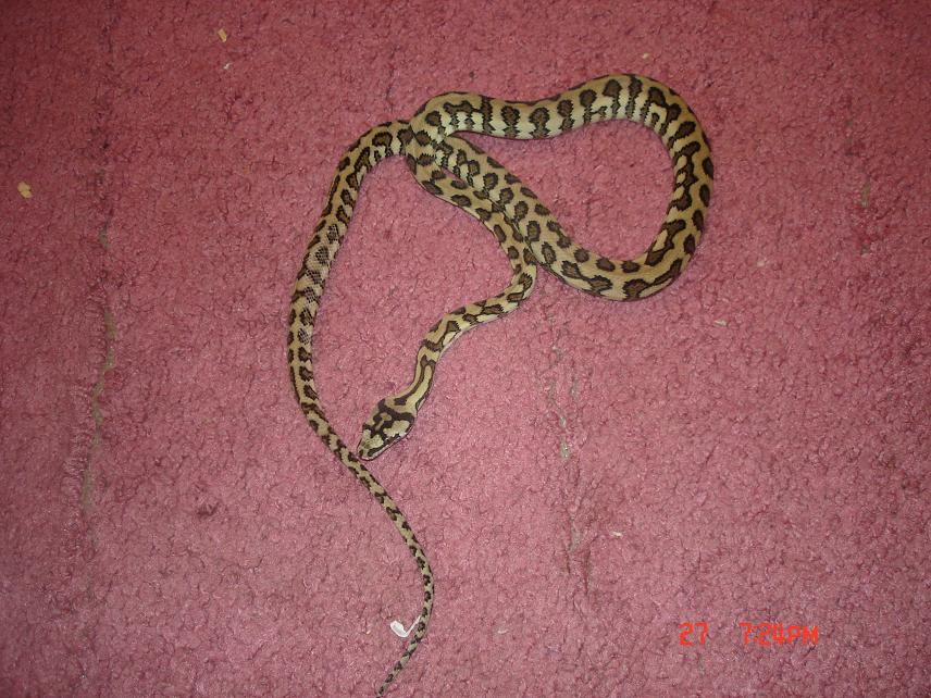 ij jaguar carpet python