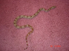 possbile super hypo 15