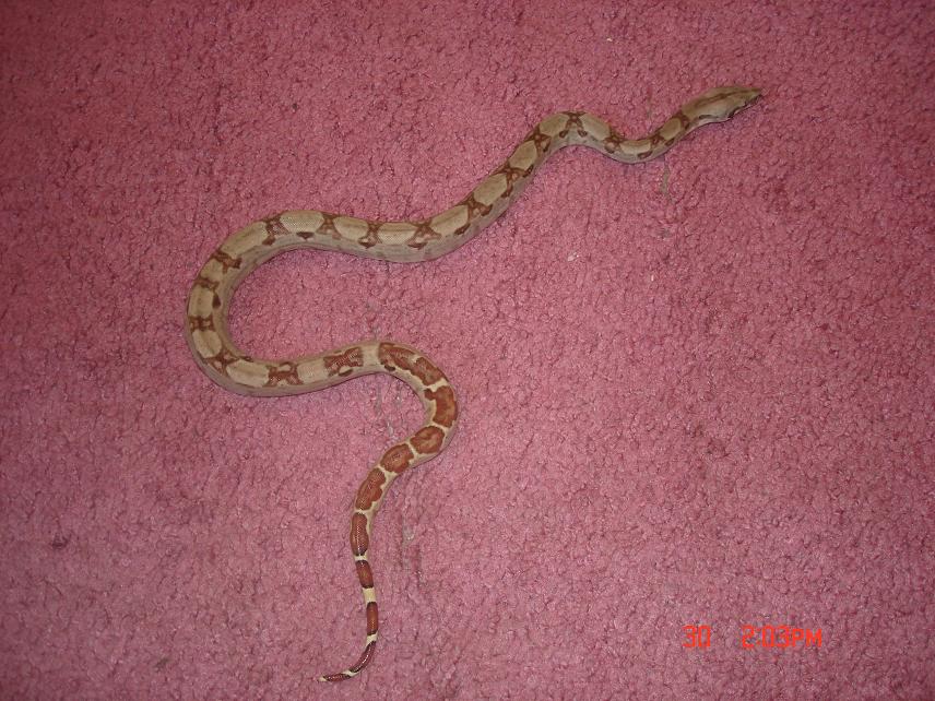 possbile super hypo 15