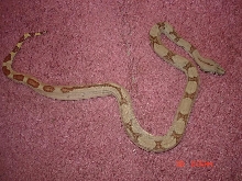 holdback super hypo