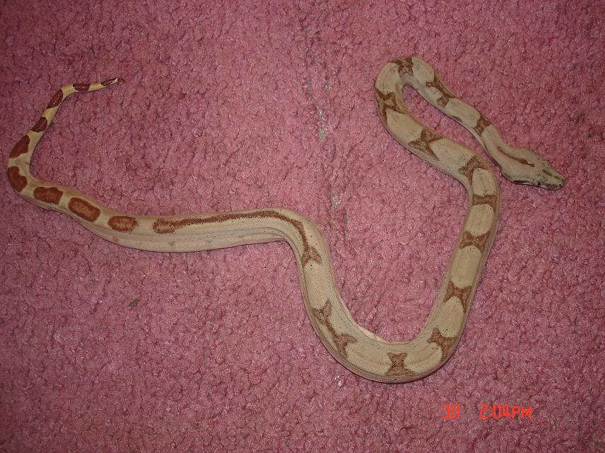 holdback super hypo