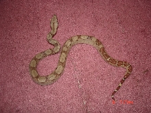probable super last male