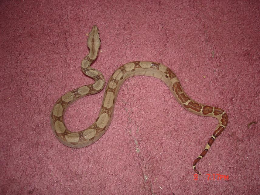 probable super last male