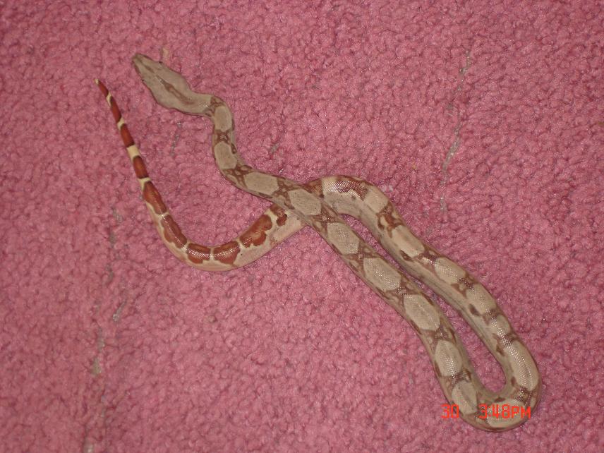 salmon hypo