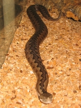Vipera latasti latasti