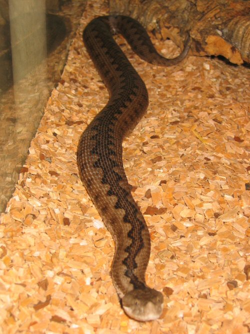 Vipera latasti latasti