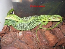 V prasinus