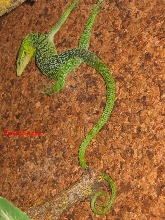 V prasinus