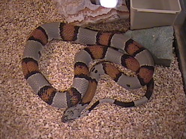 Male