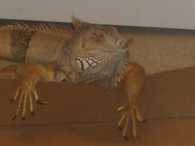 spike being cute