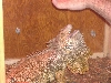 spike being hand fed