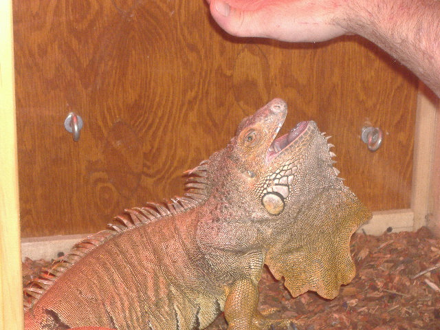 spike being hand fed