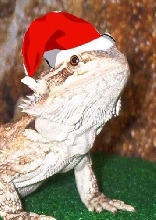 Happy Xmas