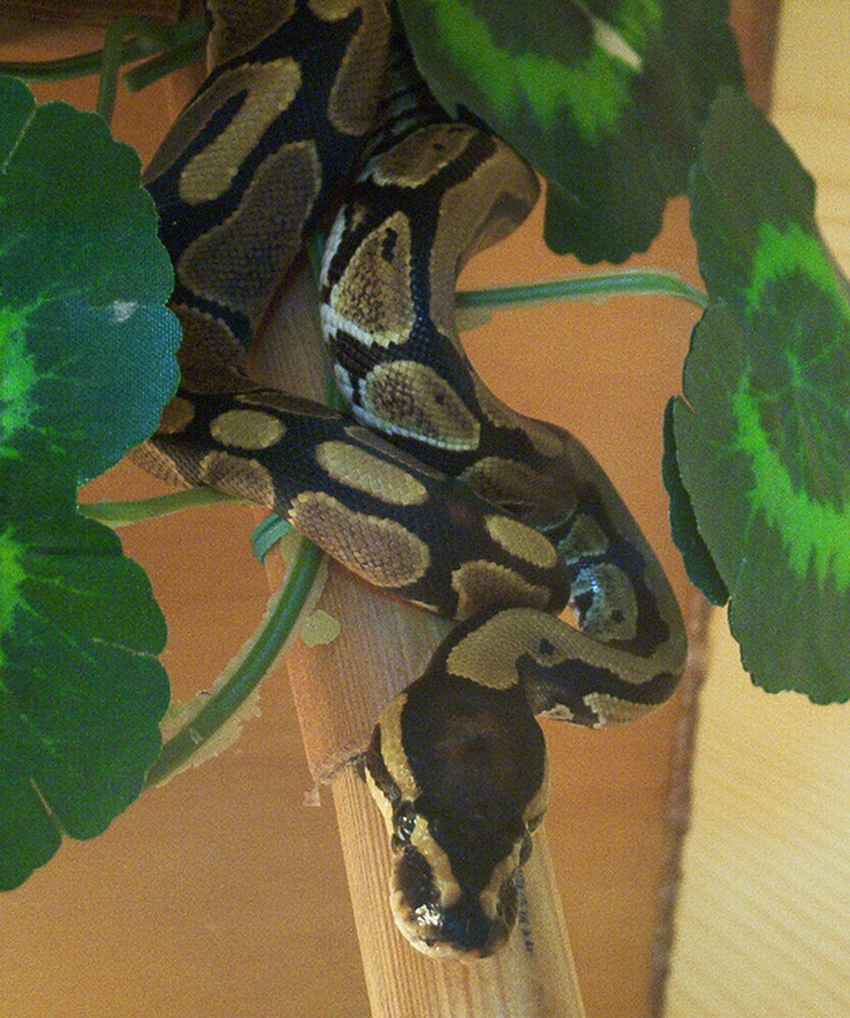 tsudaka ball phyton