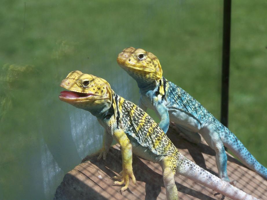 lemonhead and yoshi
