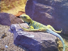 my lazy lizard