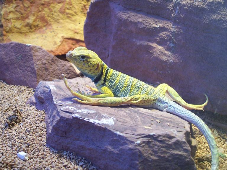 my lazy lizard