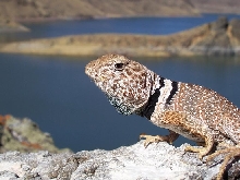 desert collared lizard