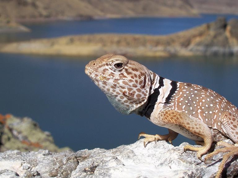 desert collared lizard