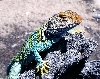yoshi's dad