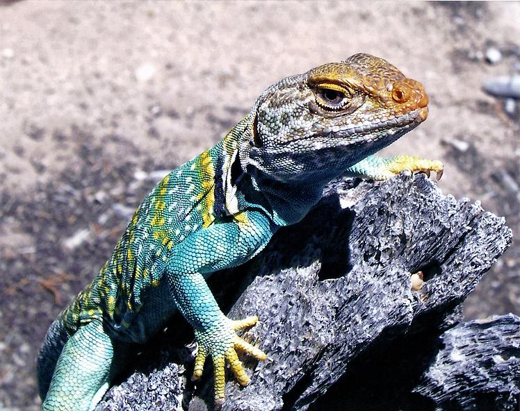 yoshi's dad