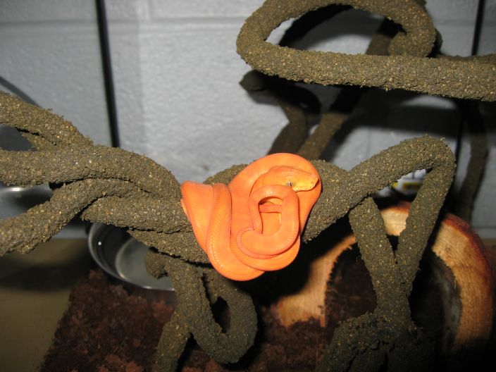 Orange Flame Female