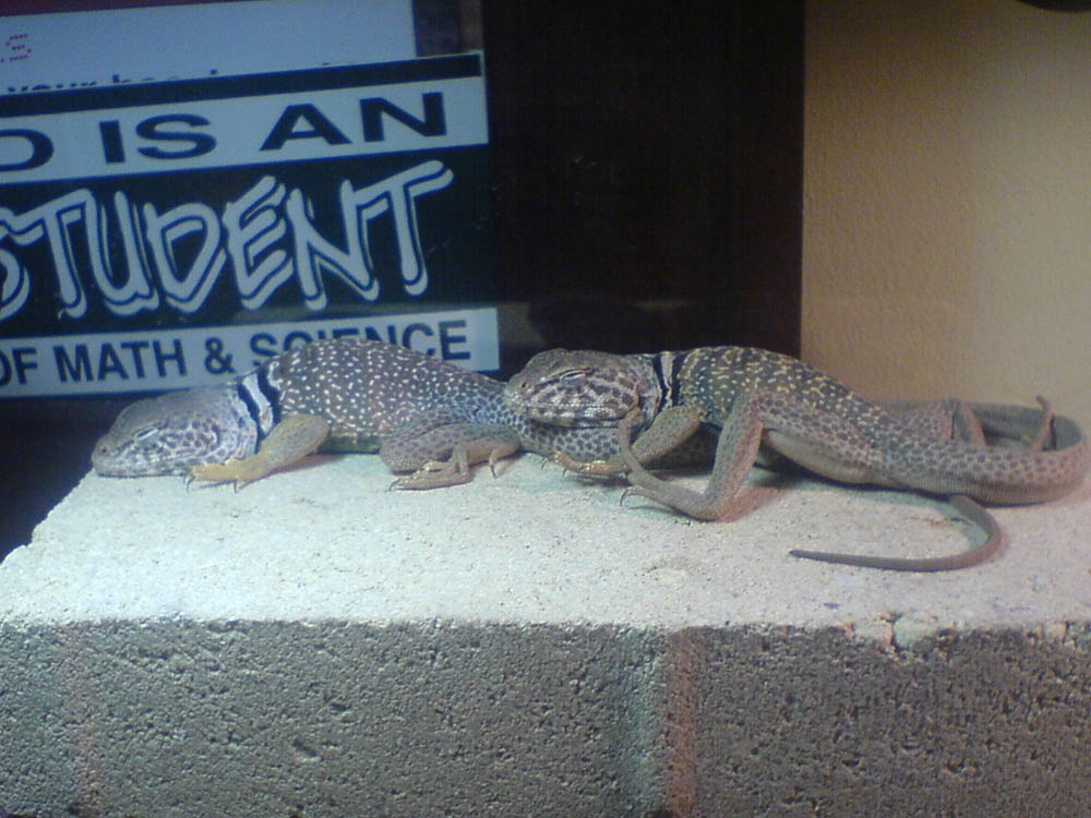 Sleepy Heads