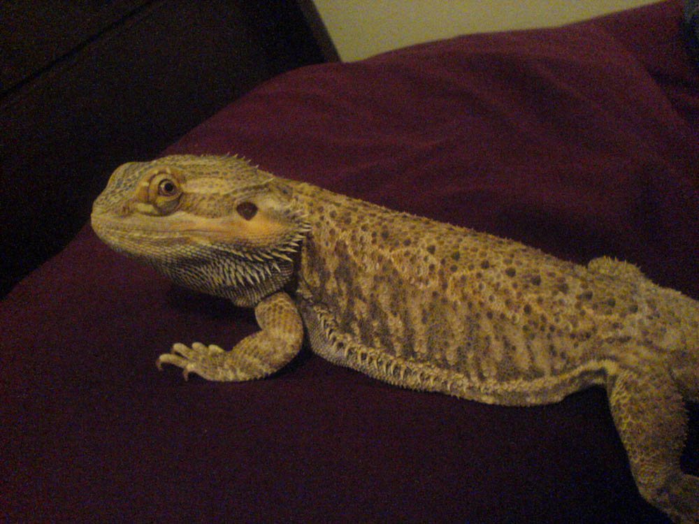 SPIKE!!!!!