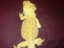 Spike so yellow