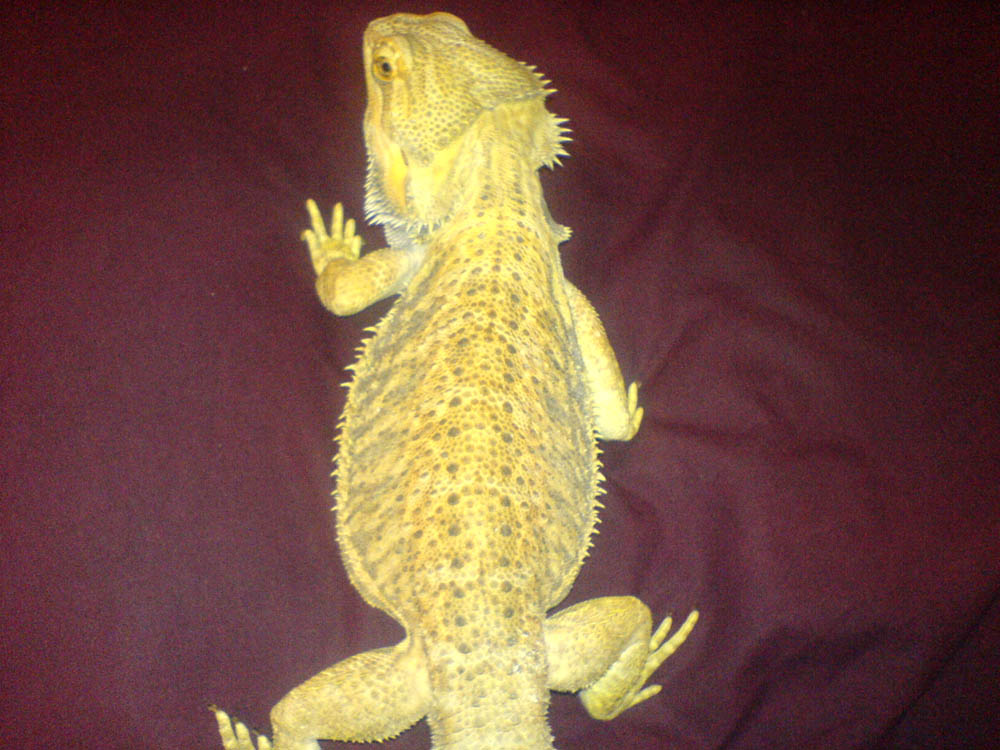 Spike so yellow