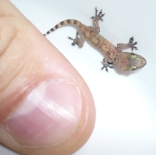 What am I?