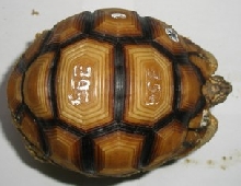 Y4