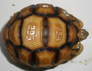 Y4